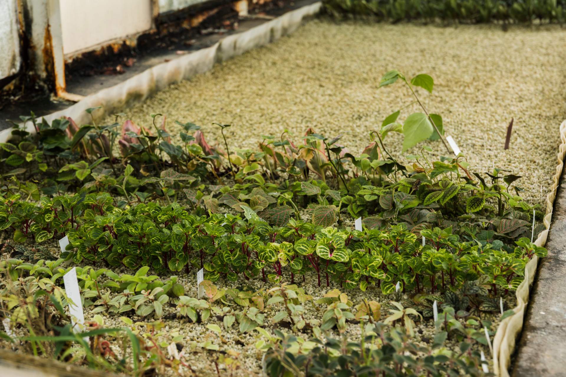 greenhouse-still-life (1)